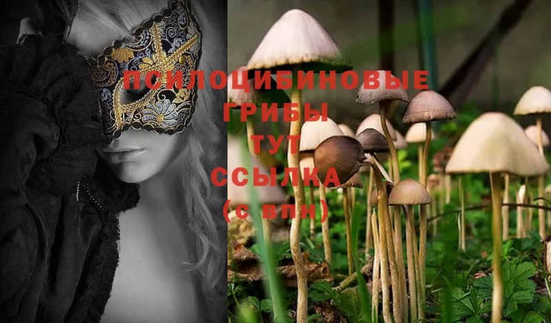 Псилоцибиновые грибы Cubensis  Апатиты 