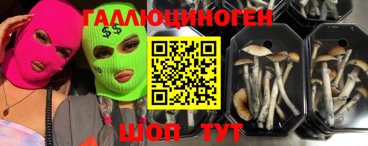 Галлюциногенные грибы Psilocybine cubensis Апатиты